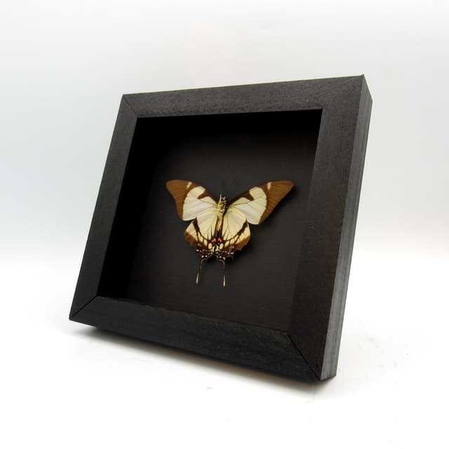 Real Swallowtail butterfly framed taxidermy - Eurytides callias - Victorian mount