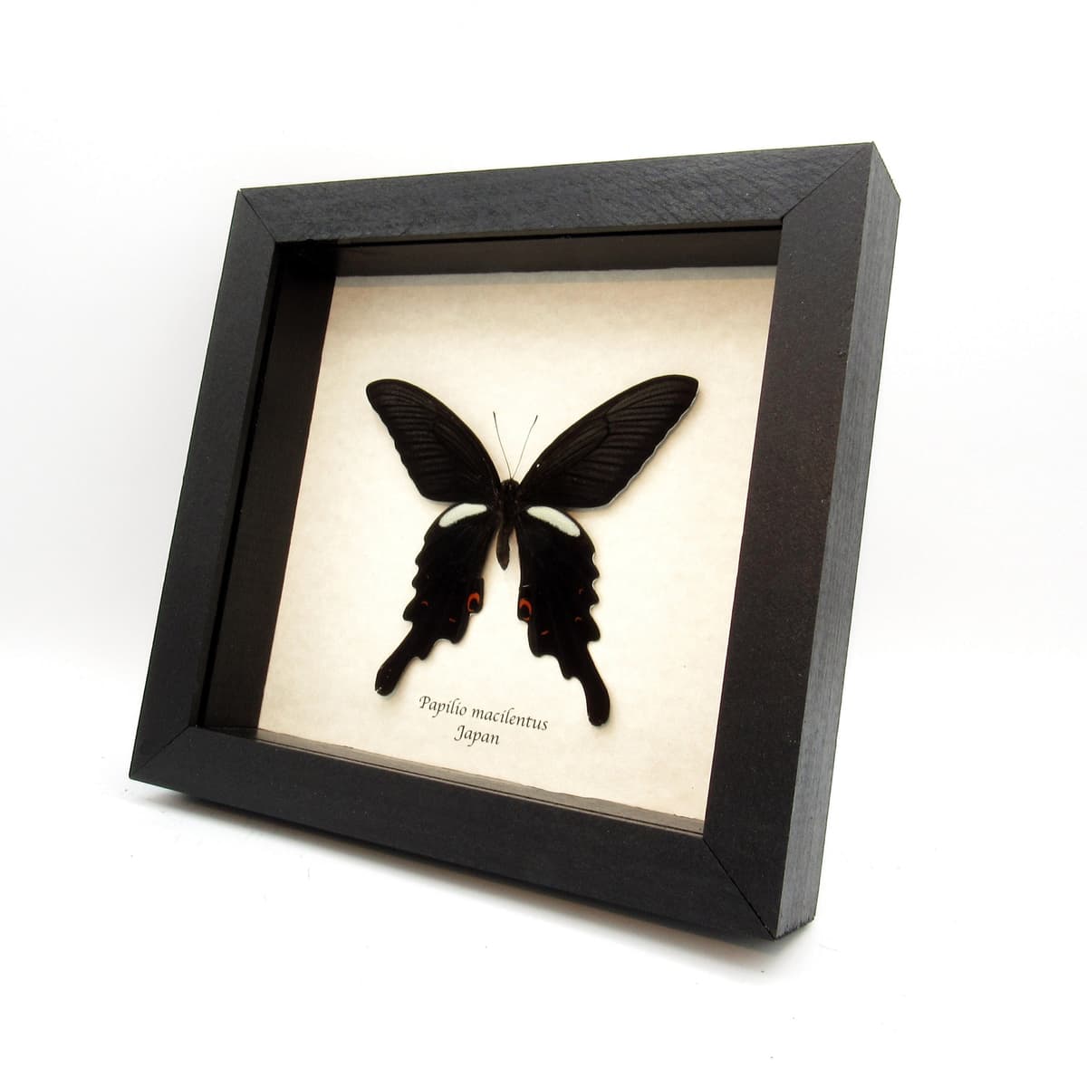 Real Long Tailed Spangle Swallowtail butterfly framed taxidermy - Papilio macilentus