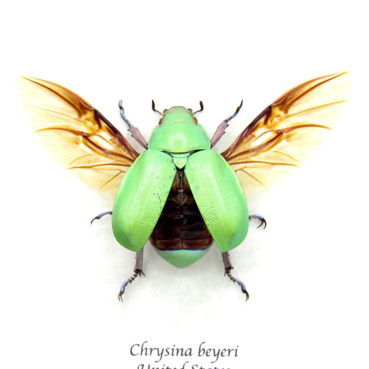 Large Jewel Scarab beetle framed taxidermy - Chrysina beyeri