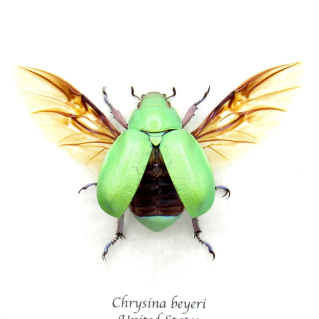 Large Jewel Scarab beetle framed taxidermy - Chrysina beyeri