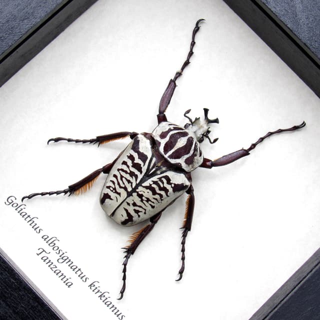Real large flower beetle framed taxidermy - Goliathus albosignatus kirkianus