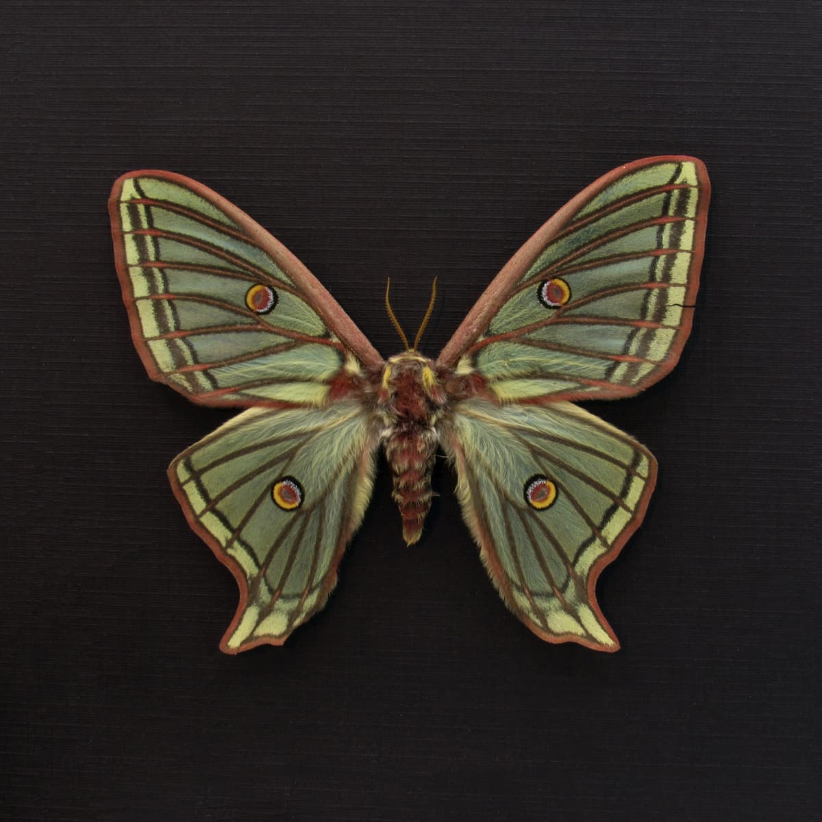 Rare Spanish Moon moth framed taxidermy - Graellsia isabellae - XL female