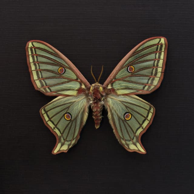 Rare Spanish Moon moth framed taxidermy - Graellsia isabellae - XL female