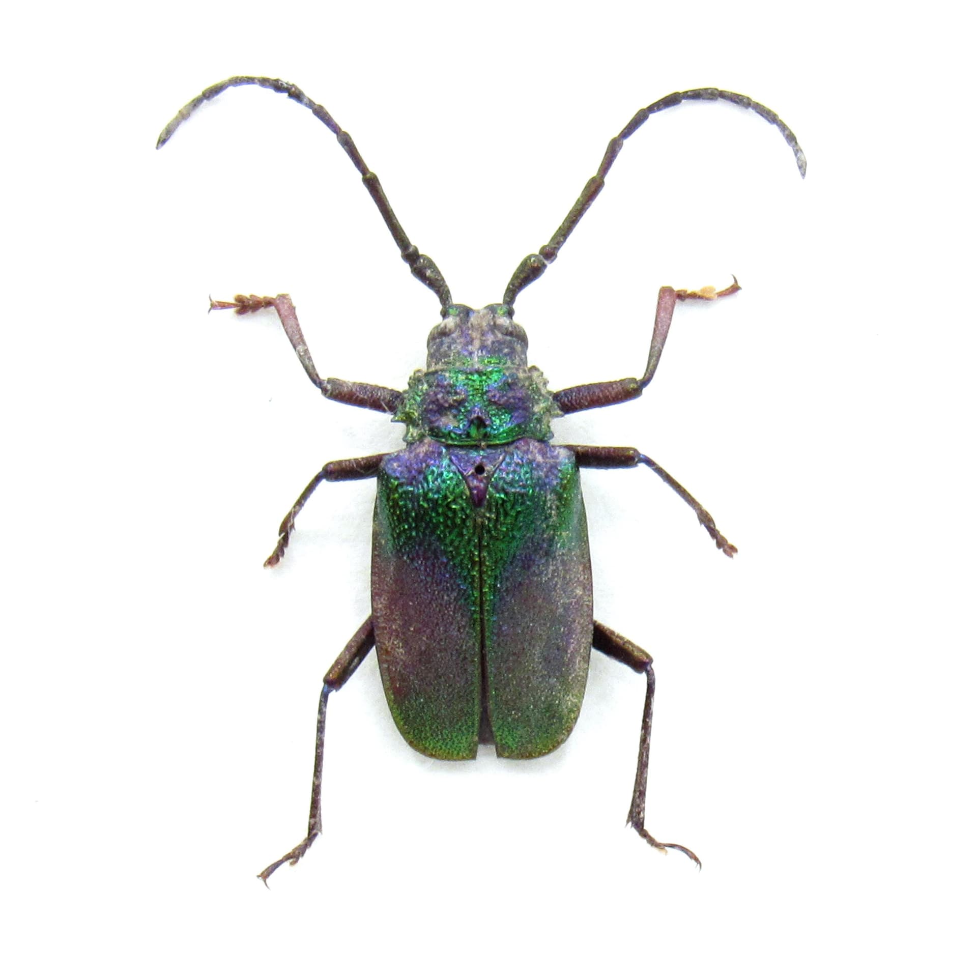 Rare metallic green Longhorn beetle framed taxidermy - Pyrodes nitidus