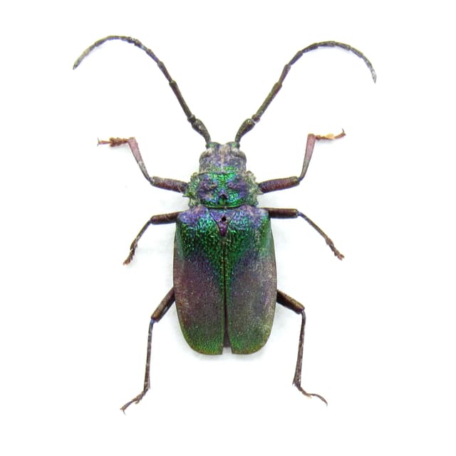 Rare metallic green Longhorn beetle framed taxidermy - Pyrodes nitidus