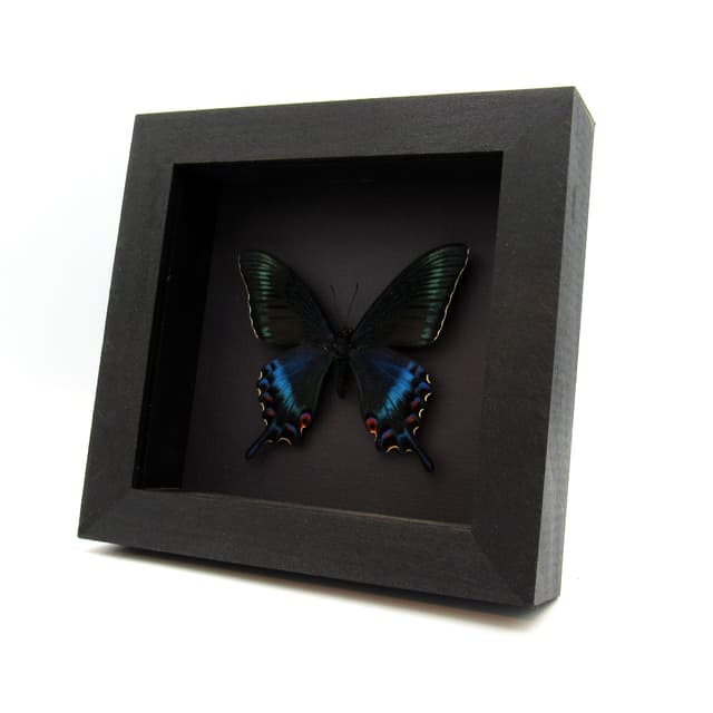 Real Alpine Swallowtail framed taxidermy - Papilio maackii tutanus - spring form