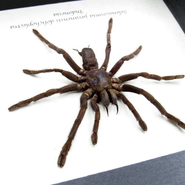 Real Java Yellow Kneed Tarantula spider framed taxidermy - Selenocosmia javanensis dolichoplectra