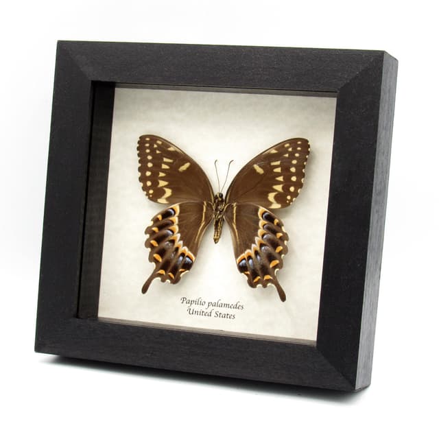 Real Laurel Swallowtail butterfly framed taxidermy - Papilio palamedes - large female