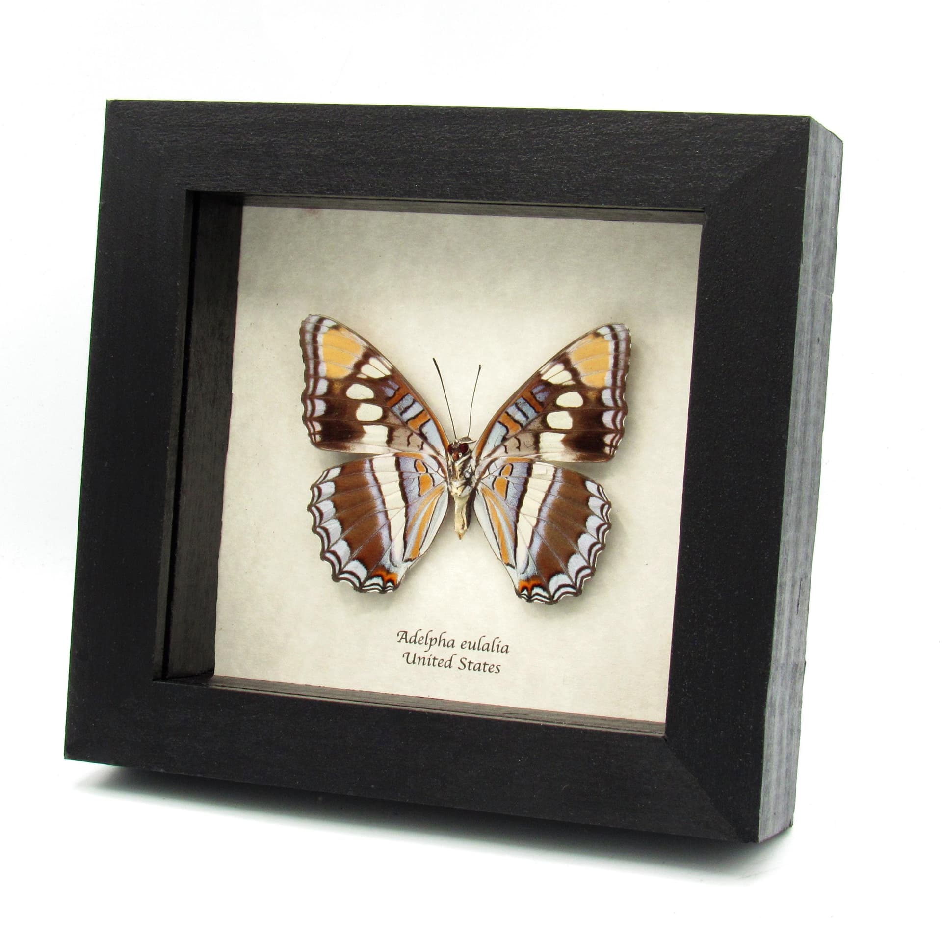 Real lavender Arizona Sister butterfly- Adelpha eulalia - XL female