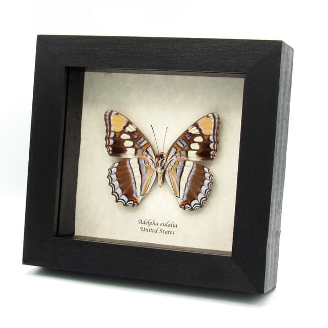 Real lavender Arizona Sister butterfly- Adelpha eulalia - XL female