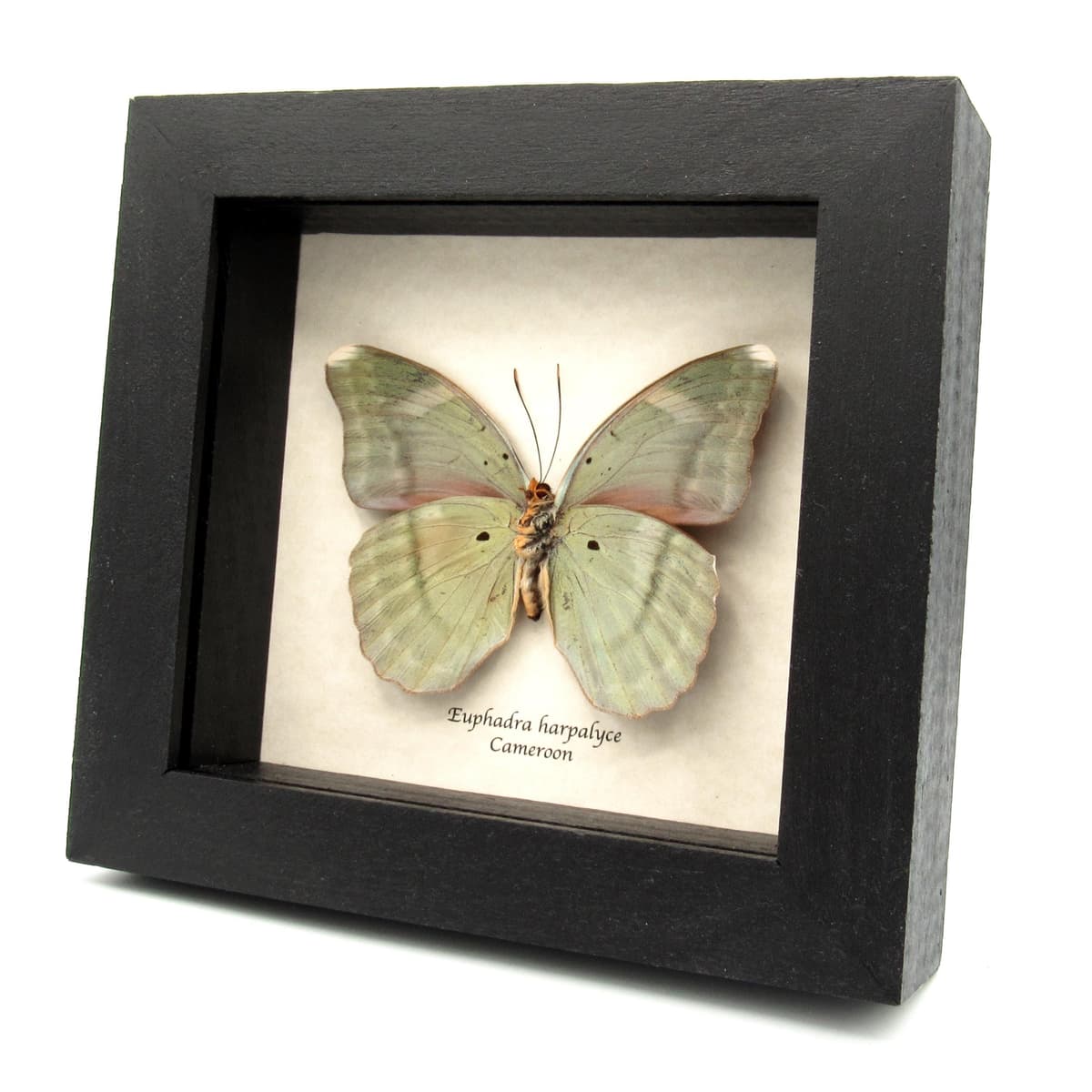 Real iridescent green Forester butterfly framed taxidermy - Euphaedra harpalyce - large female