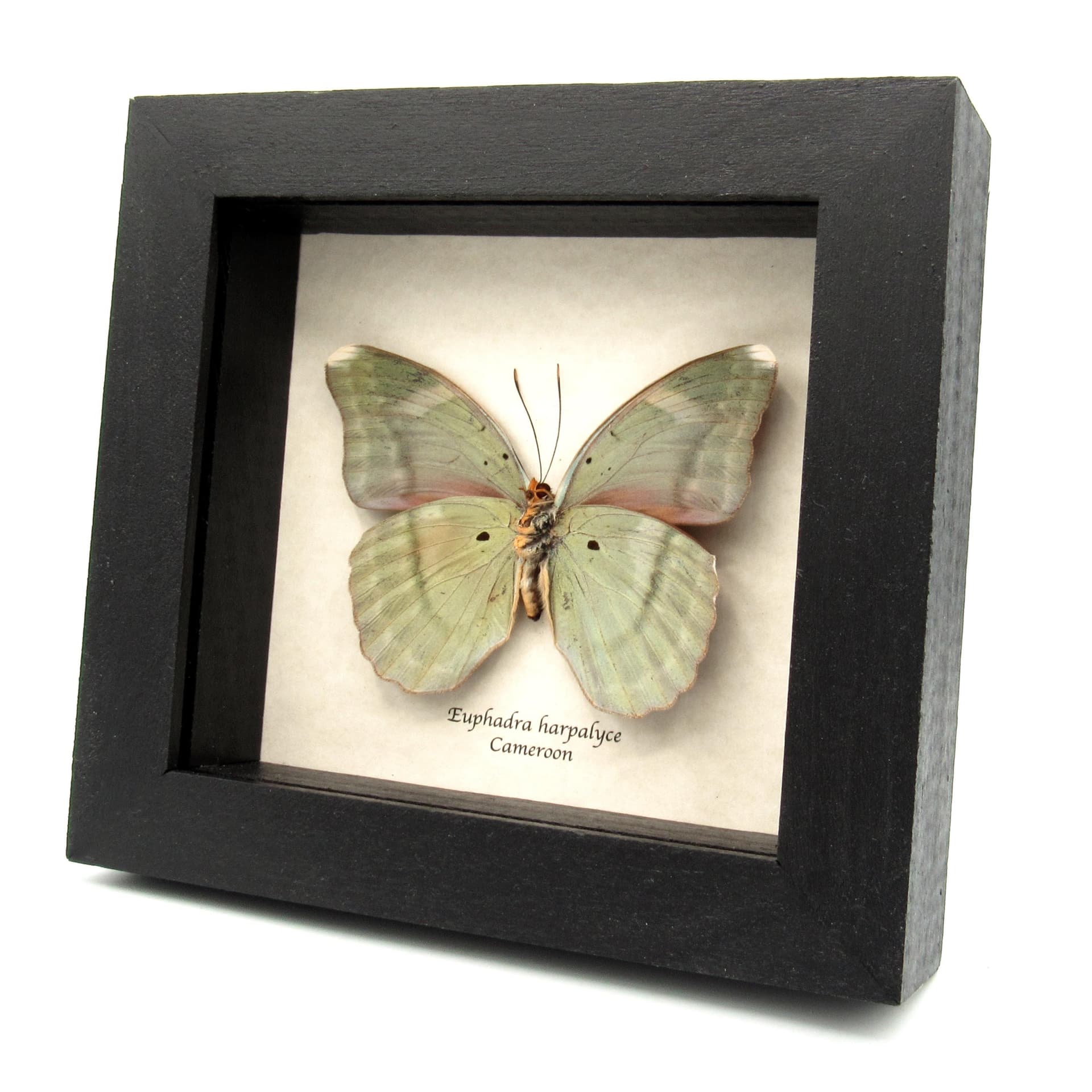 Real iridescent green Forester butterfly framed taxidermy - Euphaedra harpalyce - large female