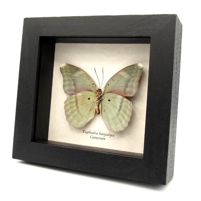 Real iridescent green Forester butterfly framed taxidermy - Euphaedra harpalyce - large female