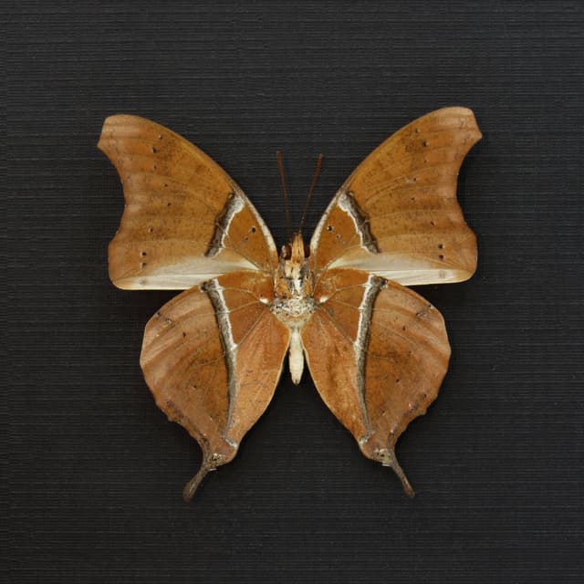 Real Leaf Mimic Charaxes butterfly framed taxidermy - Charaxes zoolina