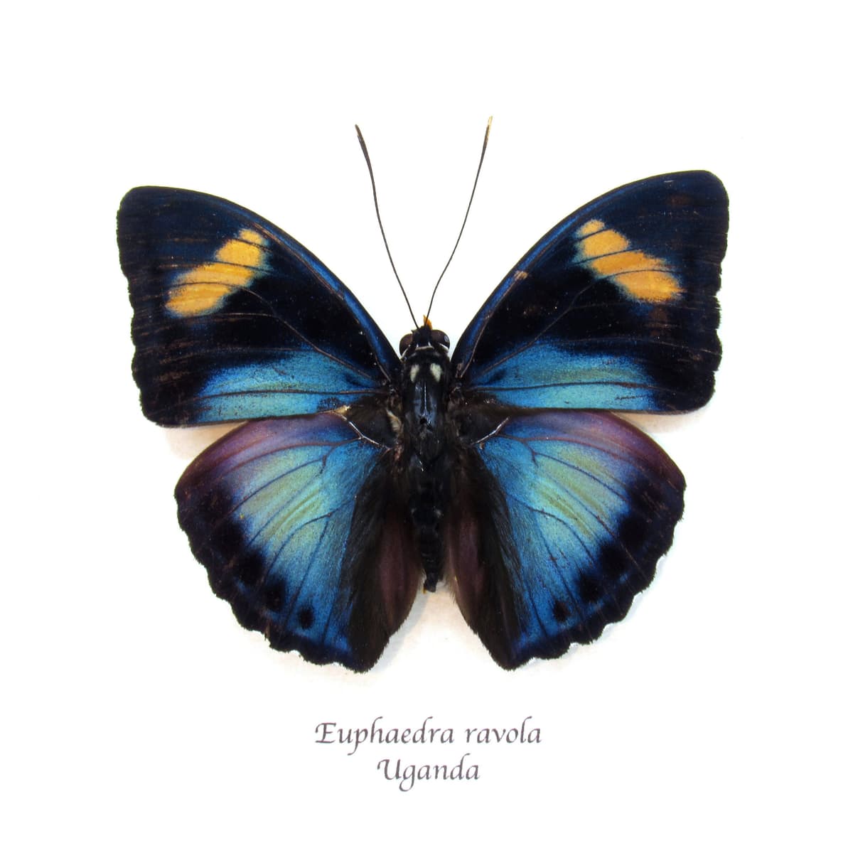 Real Ravola Ceres Forester butterfly framed taxidermy - Euphaedra ravola