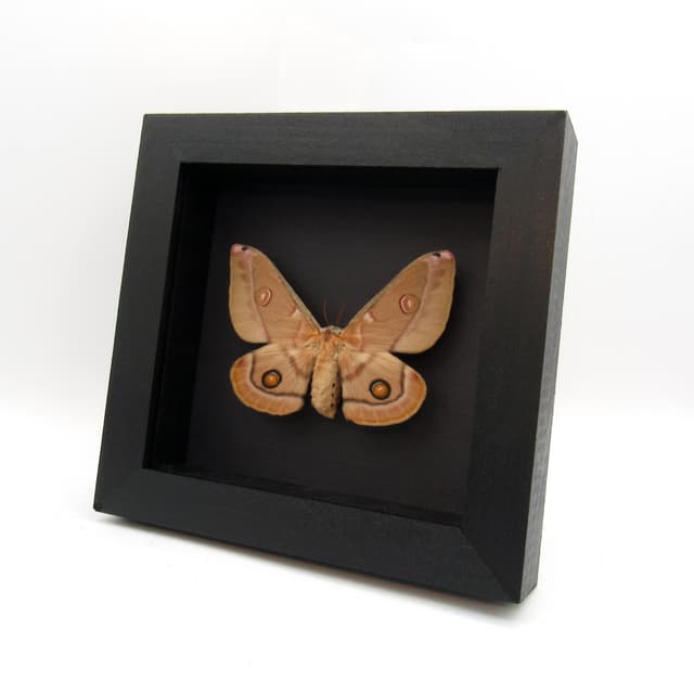 Rare Australian Emperor Gum moth framed taxidermy - Opodiphthera eucalypti - female