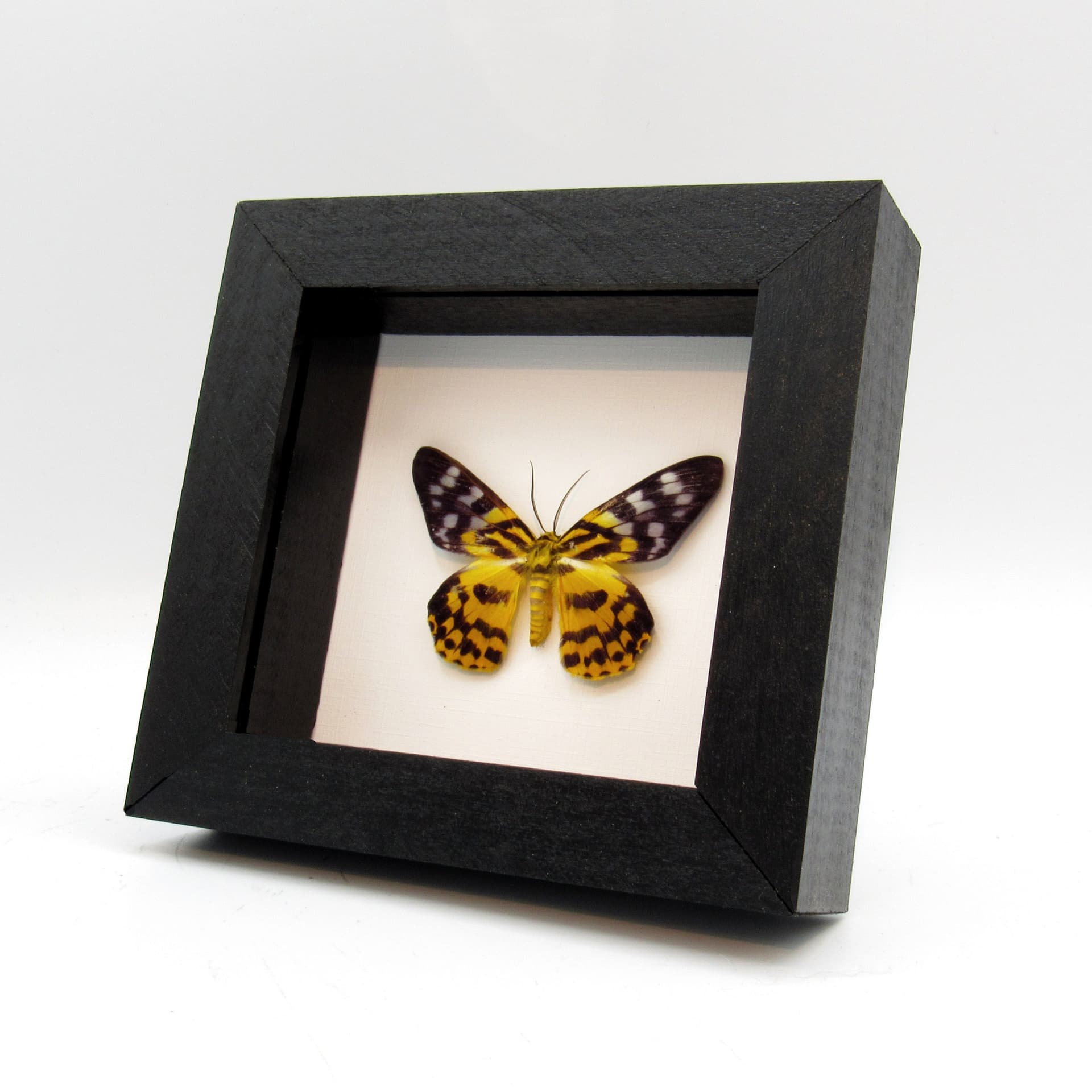 Real yellow day moth framed taxidermy - Dysphania subrepleta