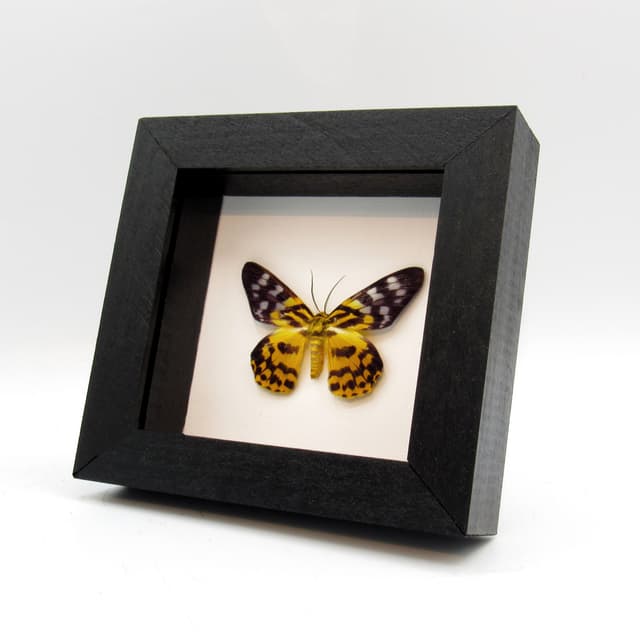 Real yellow day moth framed taxidermy - Dysphania subrepleta