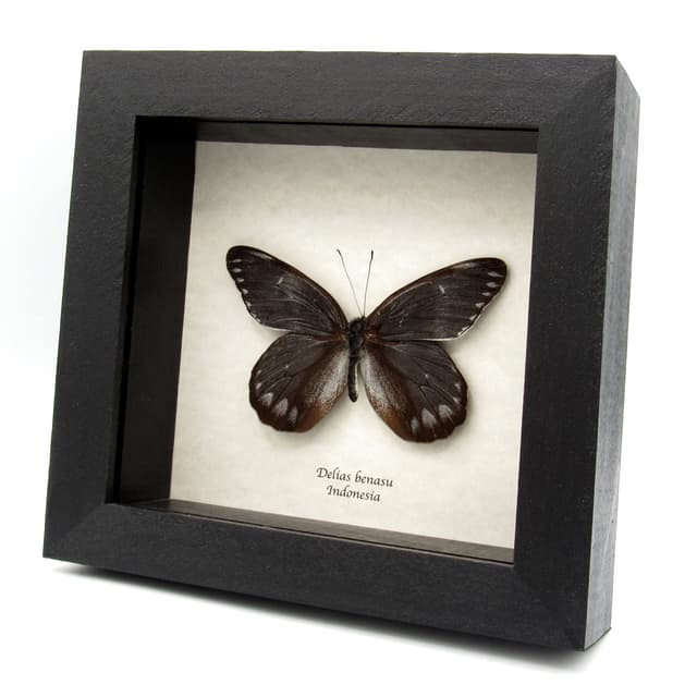 Large steel grey Delias butterfly framed taxidermy - Delias benasu