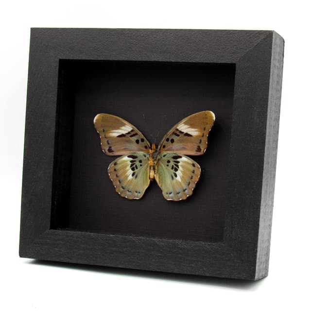 Real Ceres Forester butterfly framed taxidermy - Euphaedra ceres - female