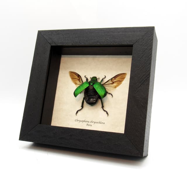 Real metallic green Frog beetle framed taxidermy - Chrysophora chrysochlora - female