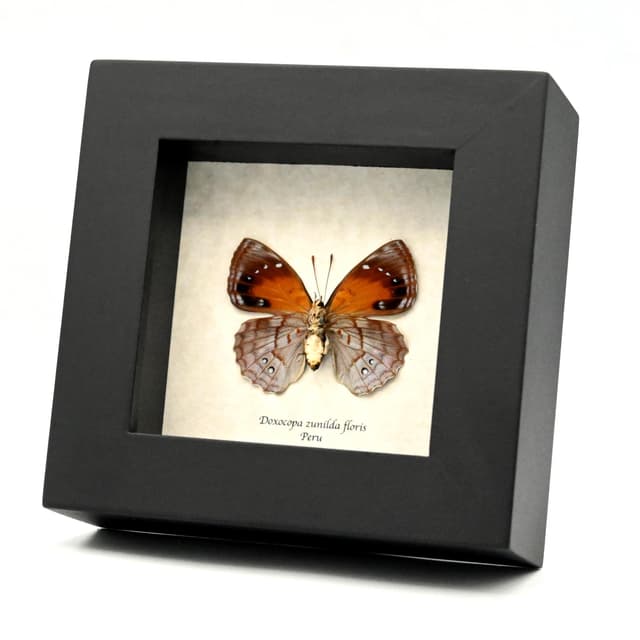 Real lavender Dingy Emperor butterfly framed taxidermy - Doxocopa zunilda floris - female