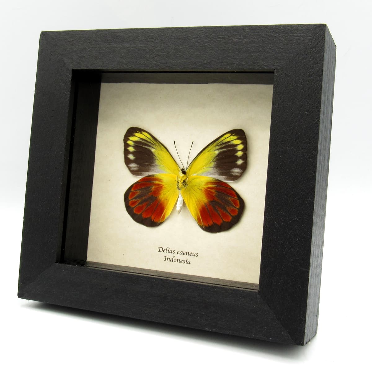 Real red Delias butterfly framed taxidermy - Delias caeneus - female