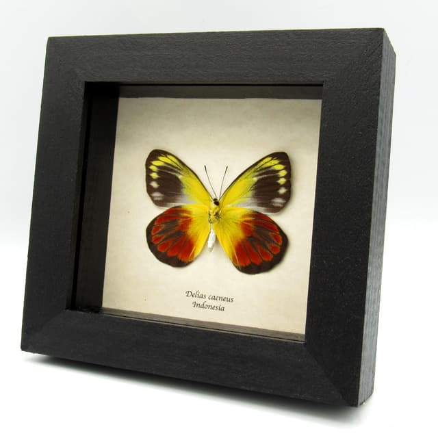 Real red Delias butterfly framed taxidermy - Delias caeneus - female