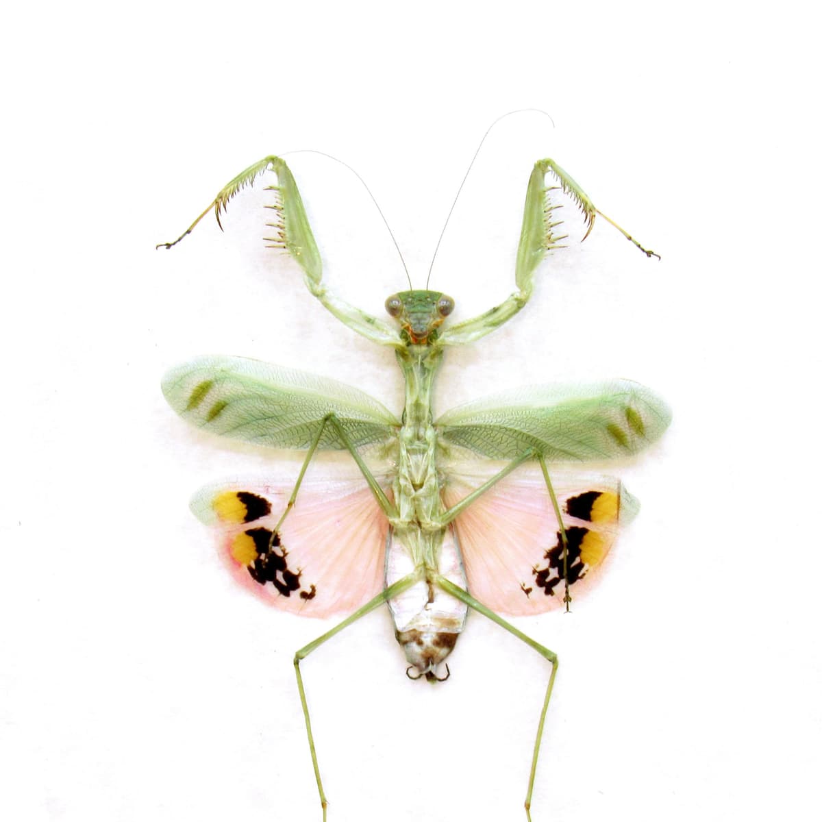 Rare framed Pink Umbrella Mantis taxidermy - Caliris elegans - female