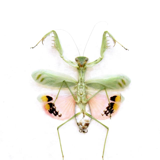 Rare framed Pink Umbrella Mantis taxidermy - Caliris elegans - female