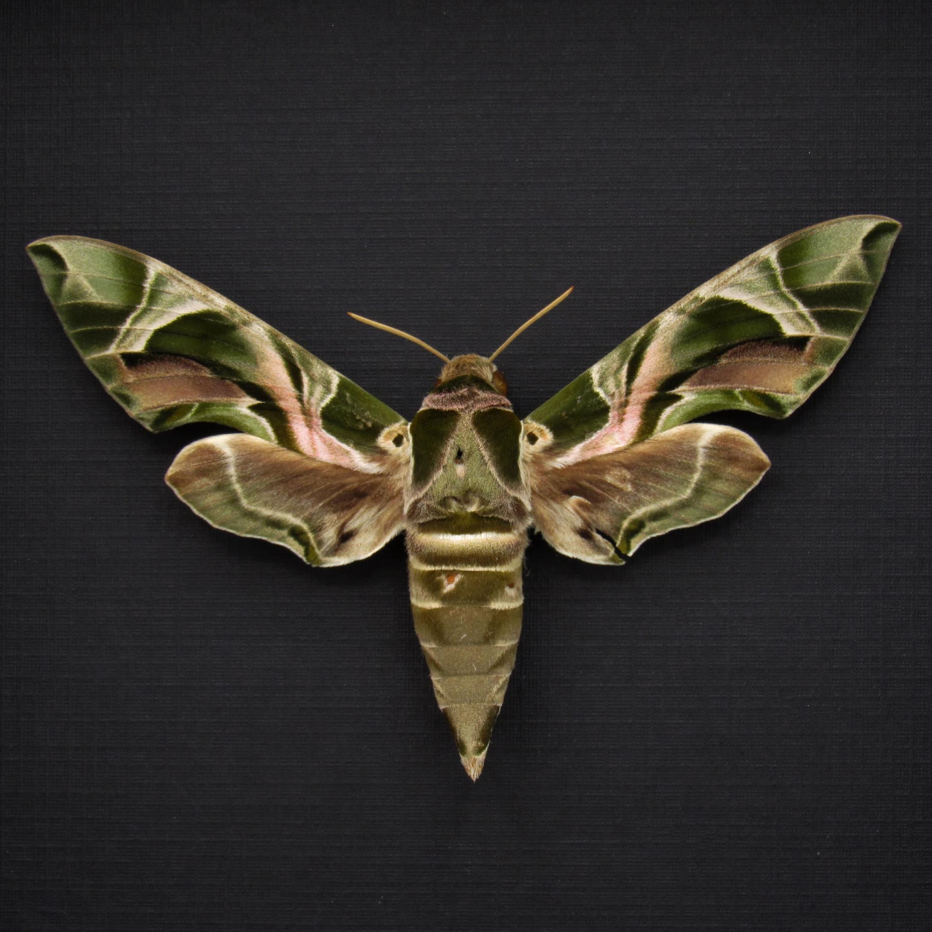 Real XL Oleander Hawk Moth framed taxidermy - Daphnis nerii - large female