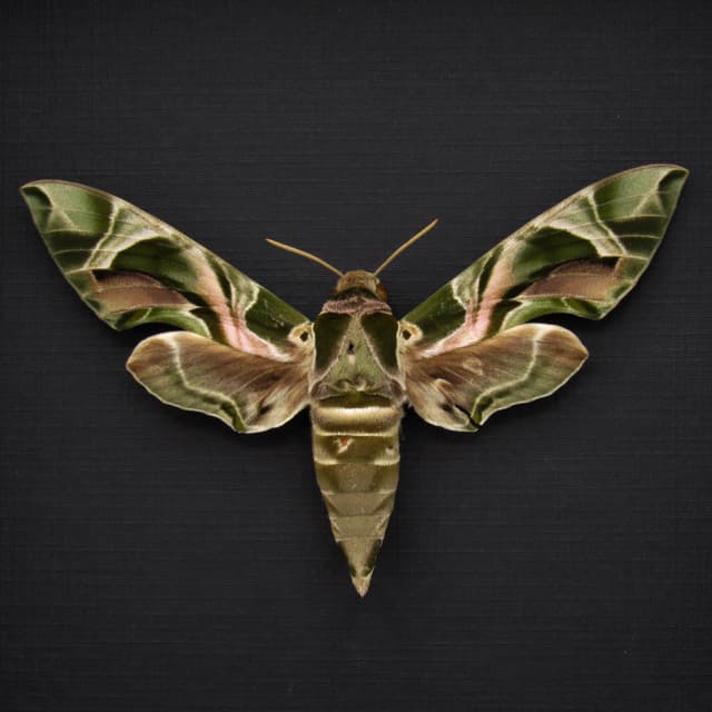 Real XL Oleander Hawk Moth framed taxidermy - Daphnis nerii - large female