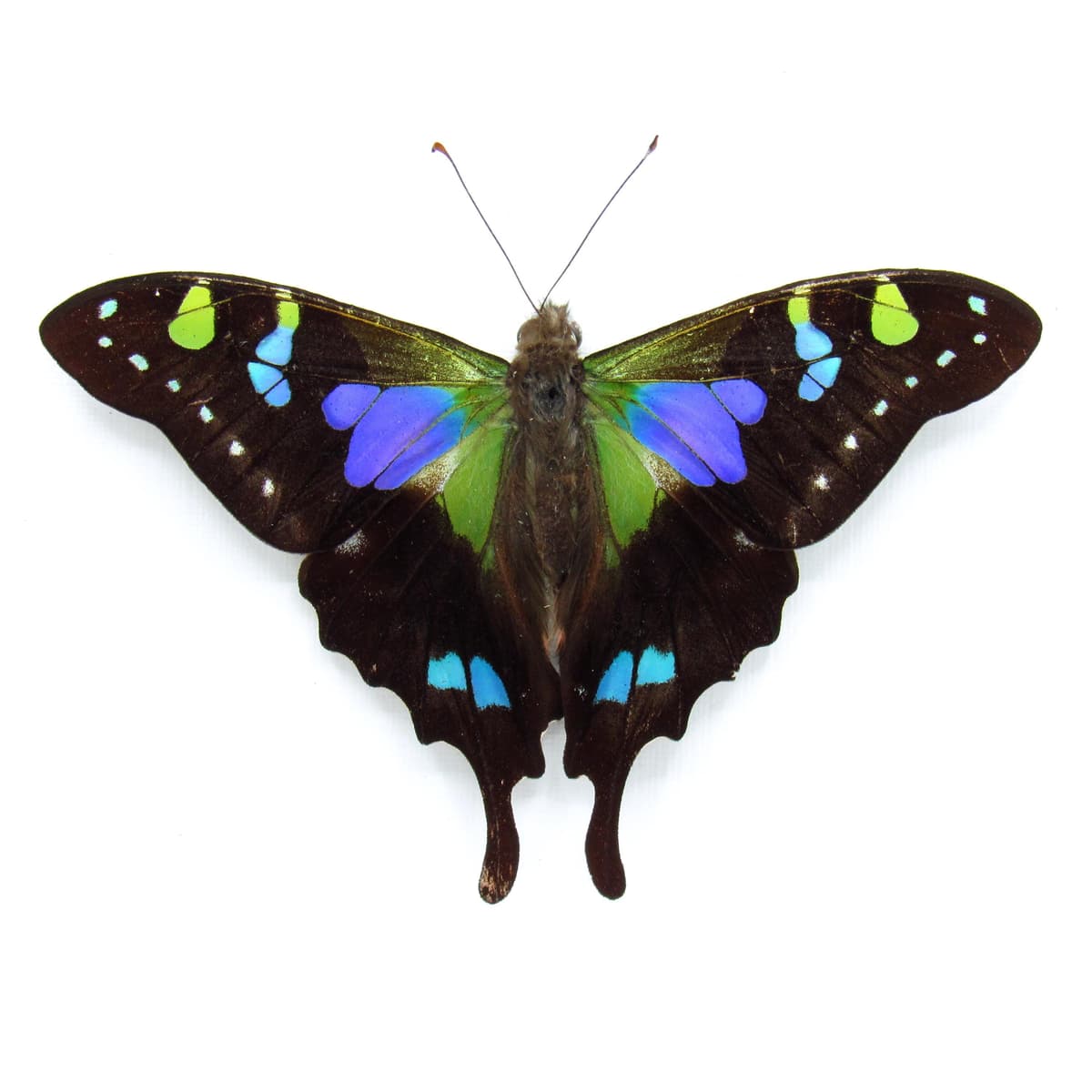 Real purple framed butterfly - Graphium weiskei - Victorian mount
