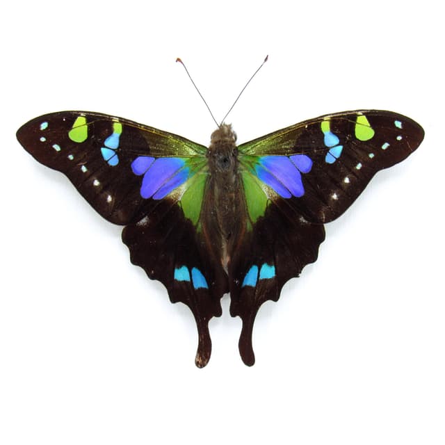 Real purple framed butterfly - Graphium weiskei - Victorian mount