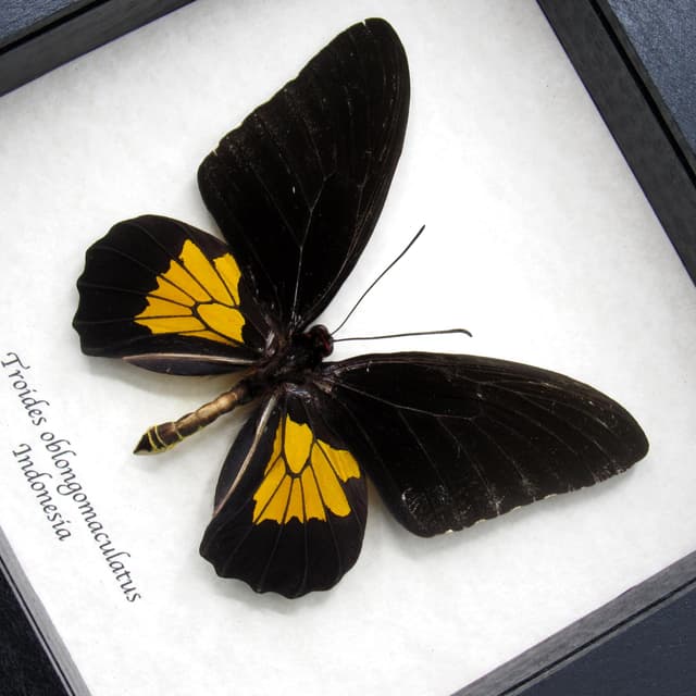 Large yellow Birdwing butterfly framed taxidermy - Troides oblongomaculatus