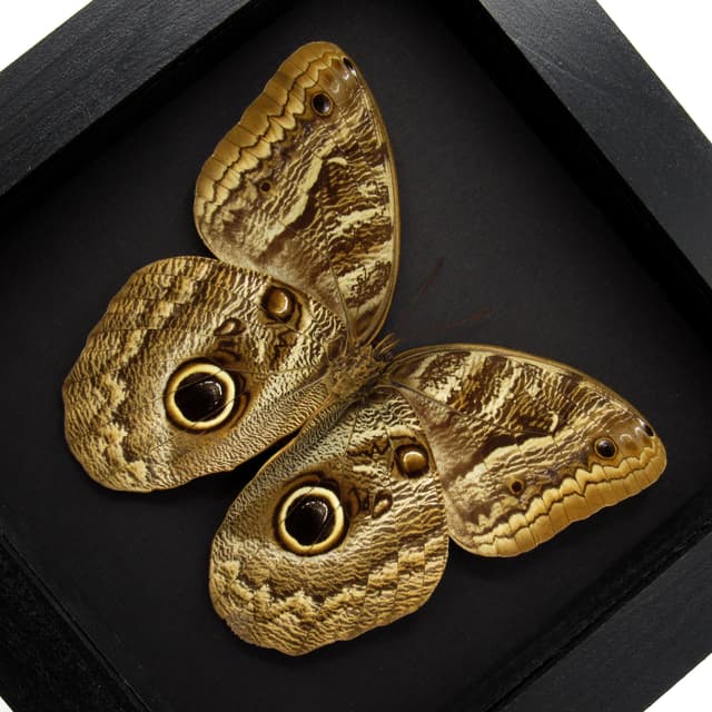 Real Giant Owl butterfly framed taxidermy - Caligo brasiliensis
