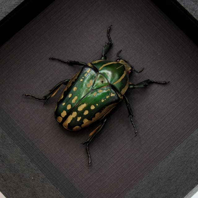 Real flower beetle framed taxidermy - Mecynorhina polyphemus confluens - female