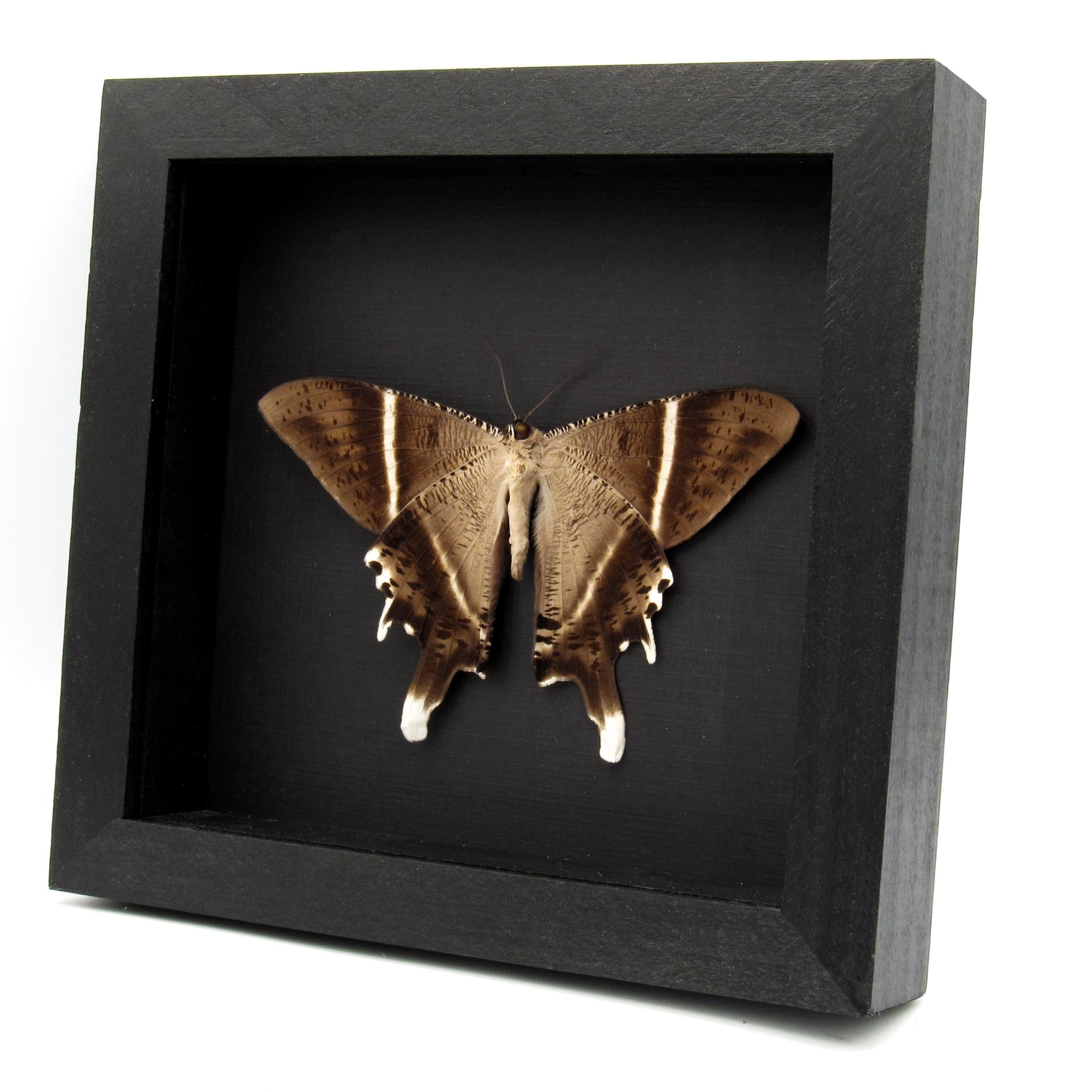 Giant Tropical Swallowtail Moth framed taxidermy - Lyssa macleayi - Victorian mount