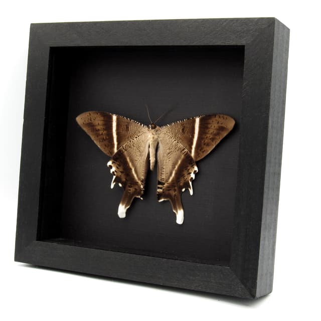 Giant Tropical Swallowtail Moth framed taxidermy - Lyssa macleayi - Victorian mount