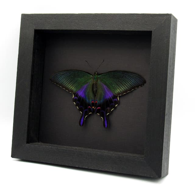 Rare XL black Peacock butterfly framed taxidermy - Papilio dehaani - large female - summer form - Victorian mount