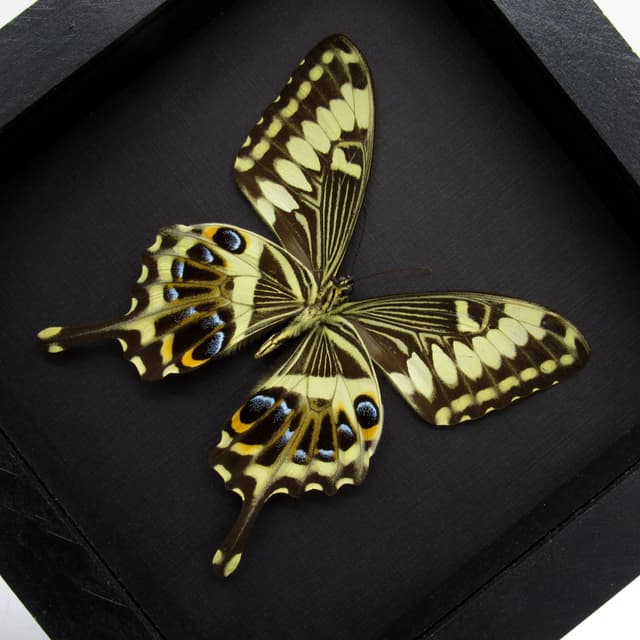 Real Giant Emperor Swallowtail butterfly framed taxidermy - Papilio ophidicephalus - female