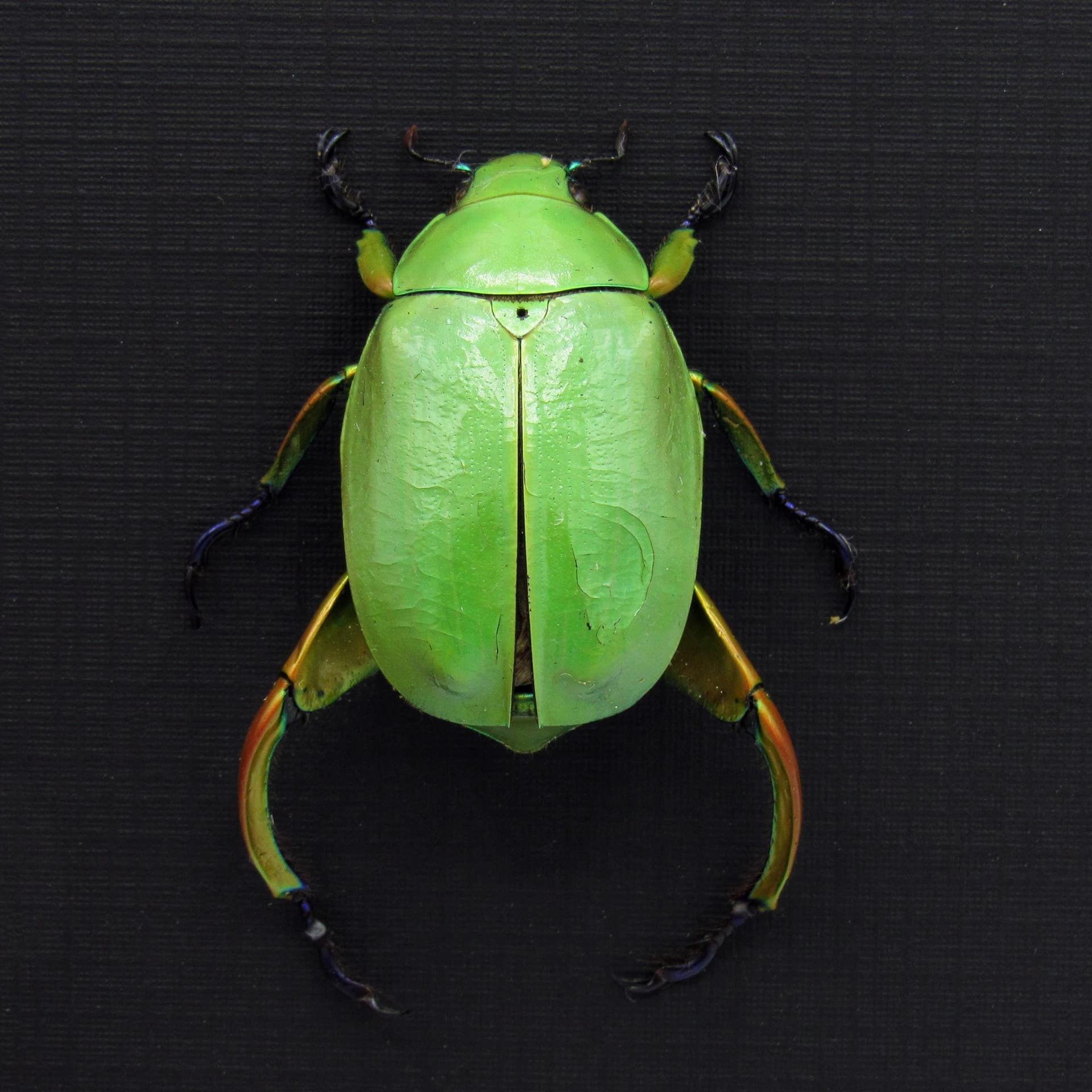 Real Rainbow legged Scarab beetle framed taxidermy - Chrysina macropus