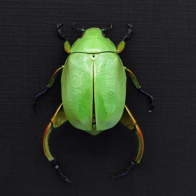 Real Rainbow legged Scarab beetle framed taxidermy - Chrysina macropus