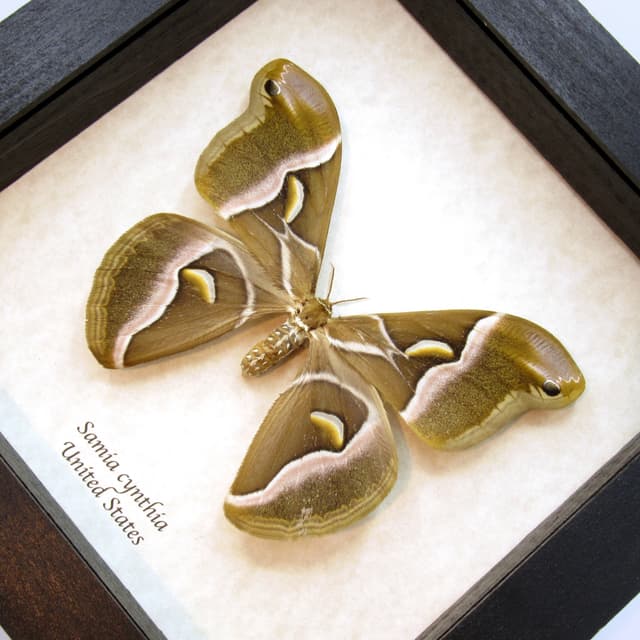 Real invasive Ailanthus silkmoth framed taxidermy - Samia cynthia - large female