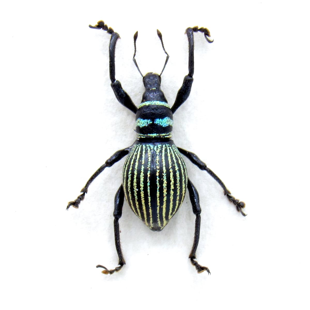 Real weevil beetle framed specimen - Metapocyrtus species