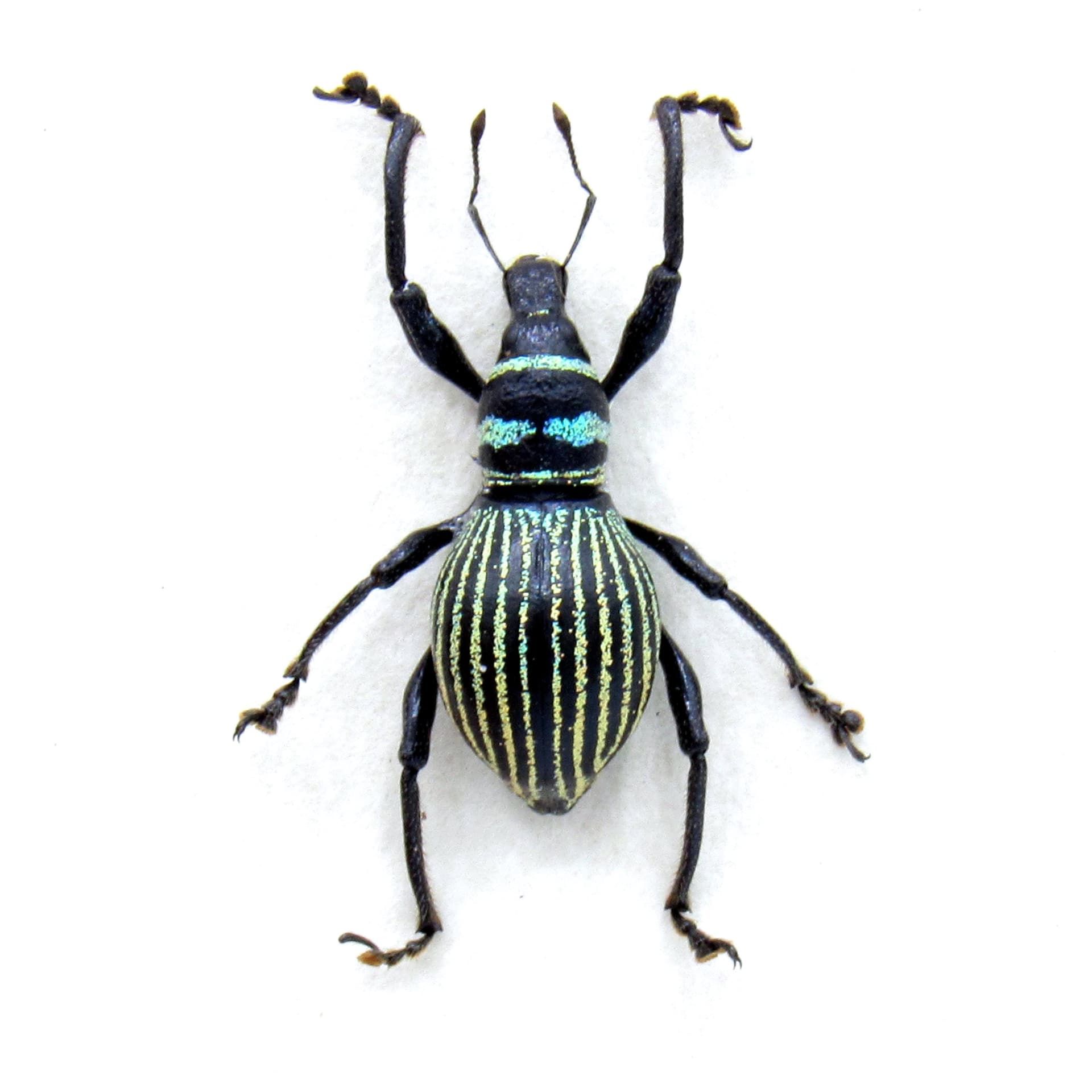 Real weevil beetle framed specimen - Metapocyrtus species