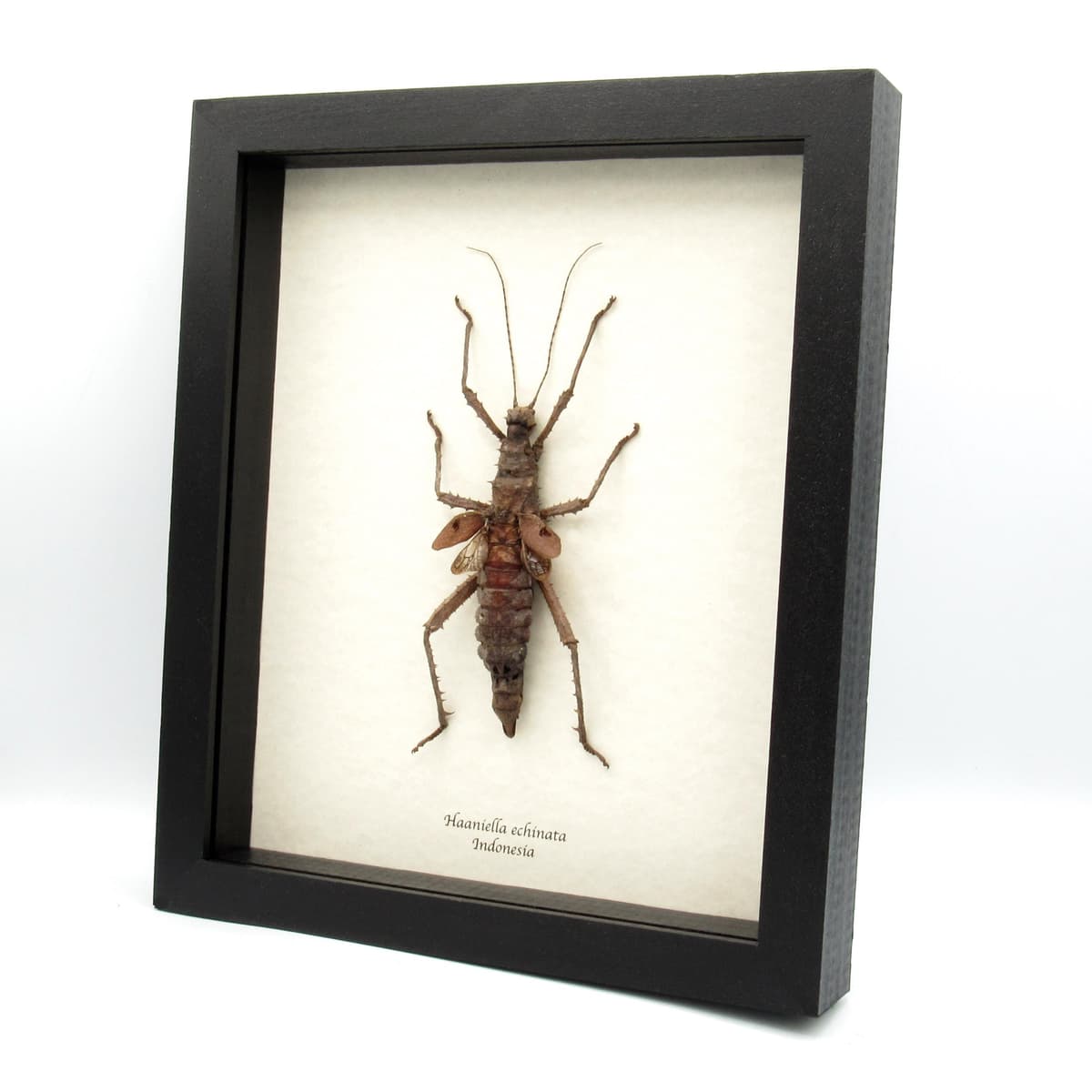 Real Spiny Hedgehog Stick bug framed taxidermy - Haaniella echinata - XL female