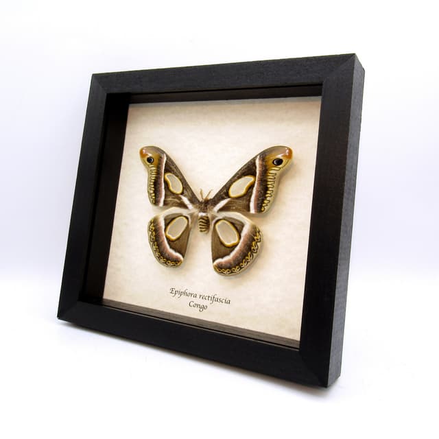 Rare Saturn moth framed taxidermy - Epiphora rectifascia - large size female