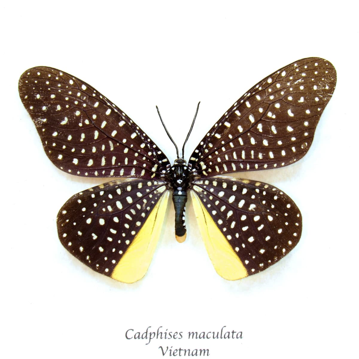 Rare Day Flying moth framed taxidermy - Cadphises maculata