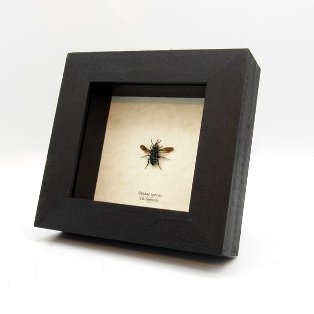 Real tiny blue bee framed taxidermy - Apidae species